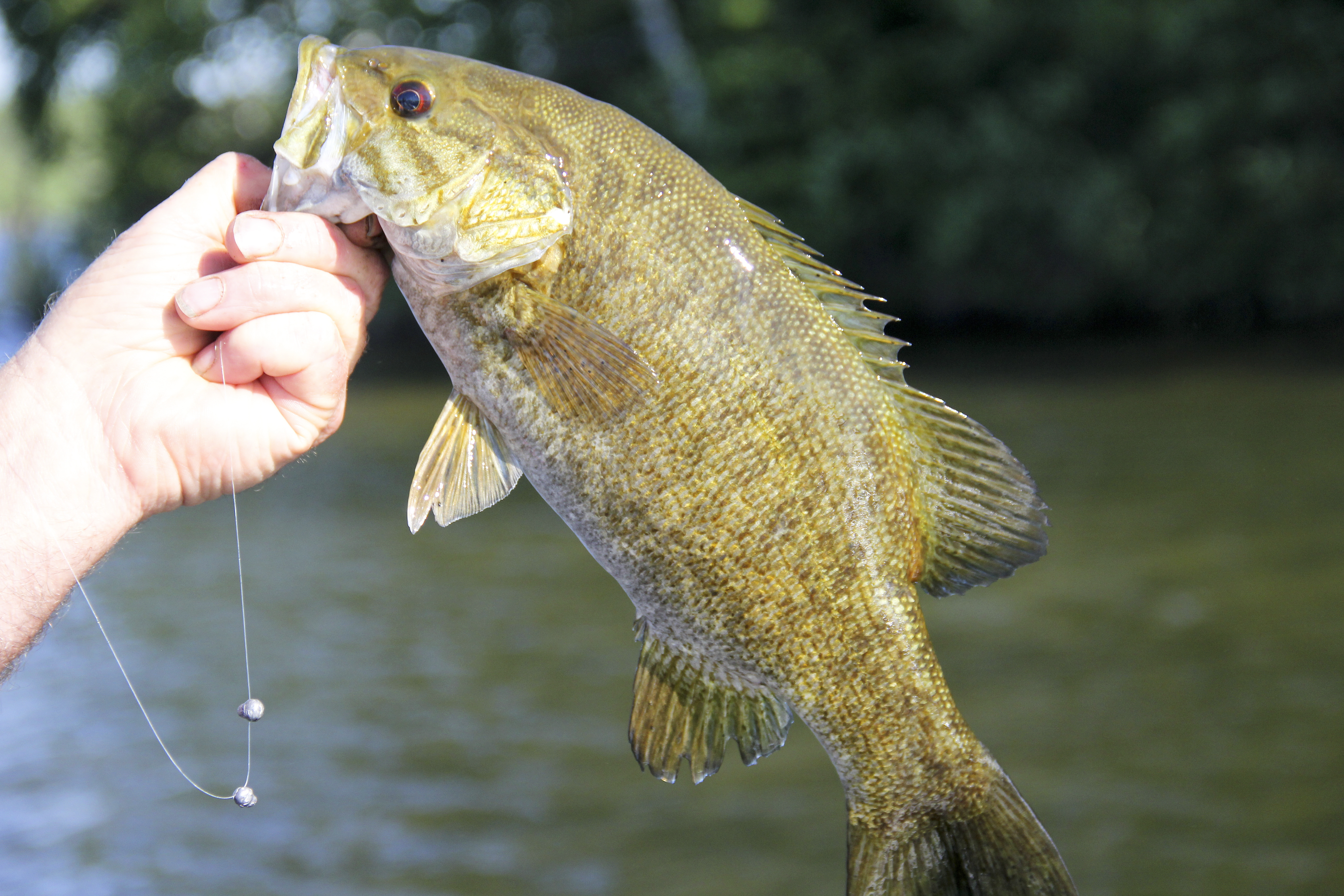 What’s Best Time of Day to Catch Bass