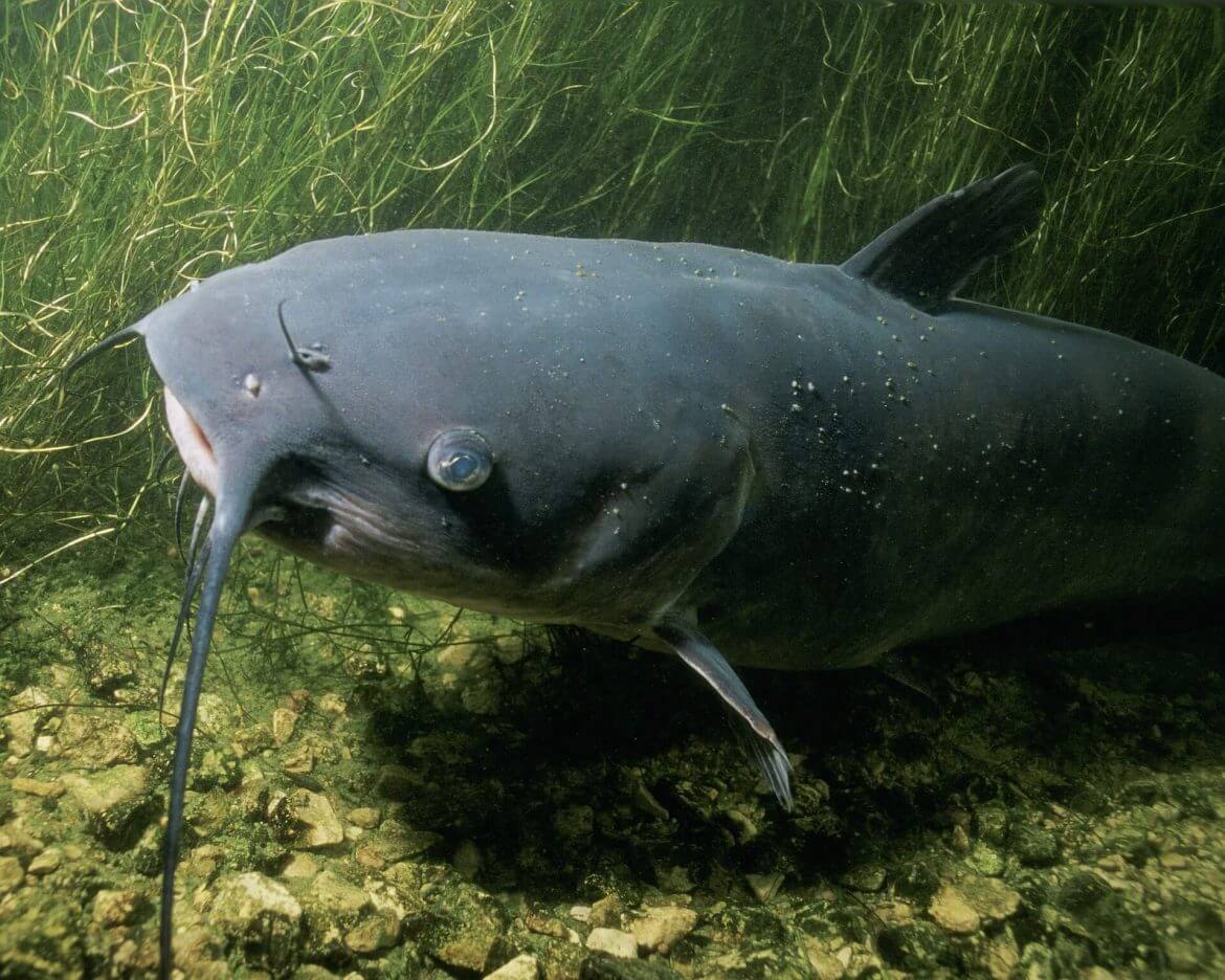 9 PLACES TO CATCH CATFISH