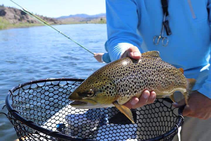 5 Trout Fishing Tips You Never Knew you Needed