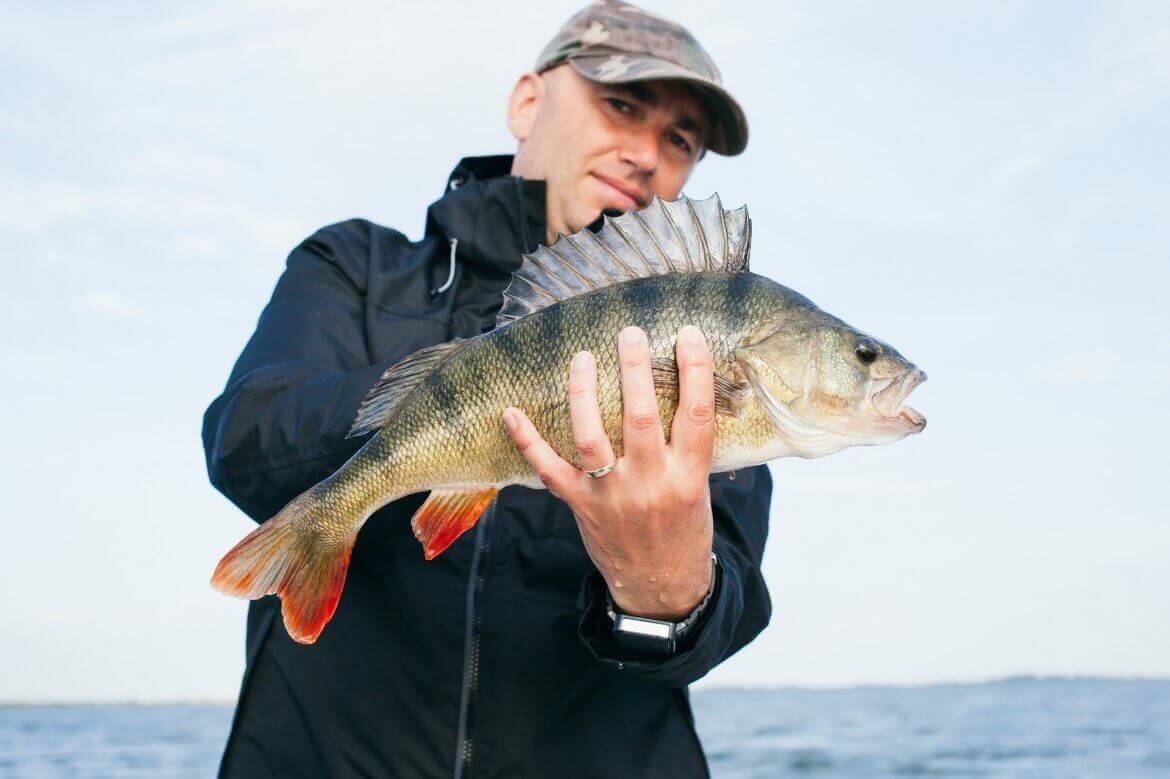 FISHING FOR WHITE PERCH WITH A DROP SHOT RIG