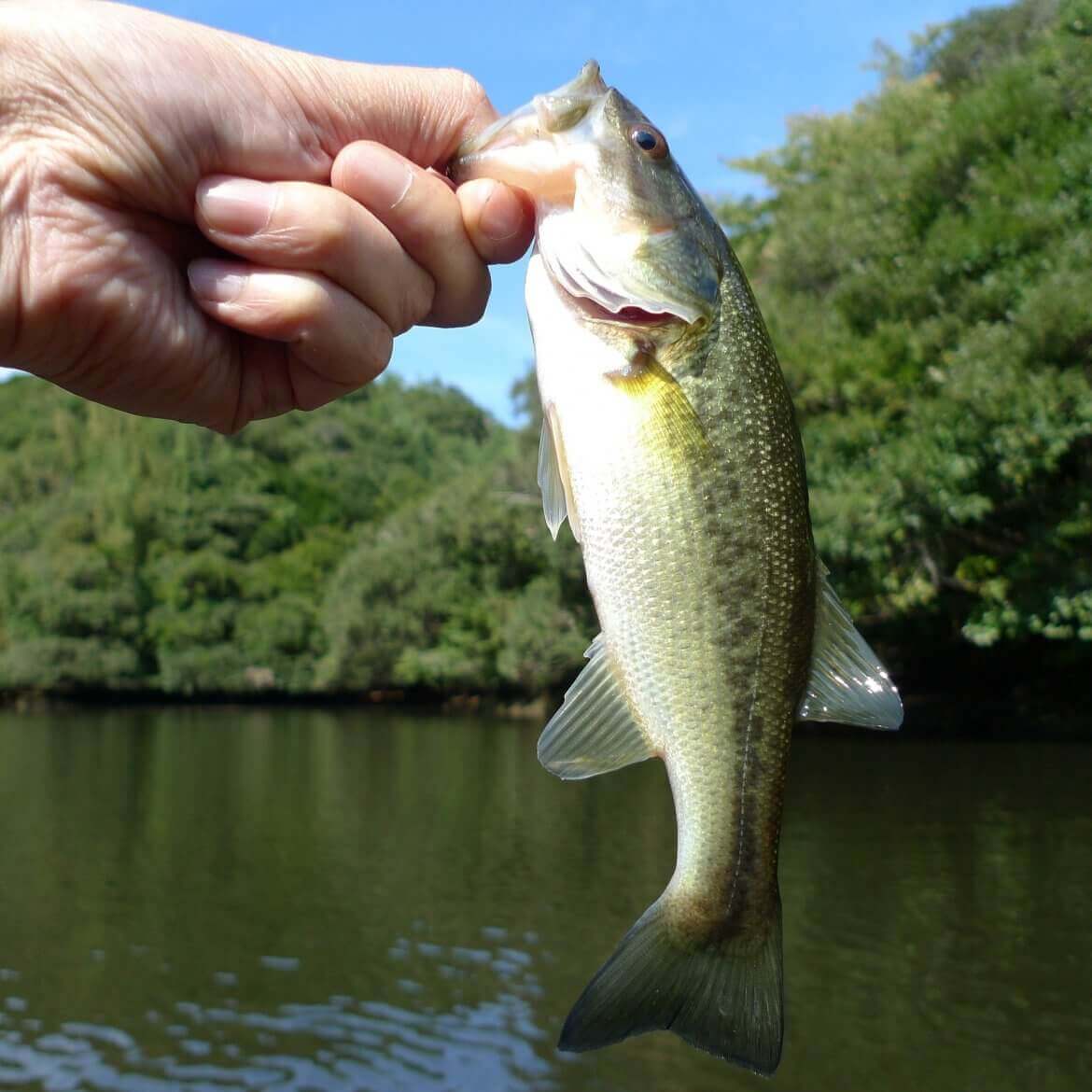 15 tips and techniques every bass fisherman should know